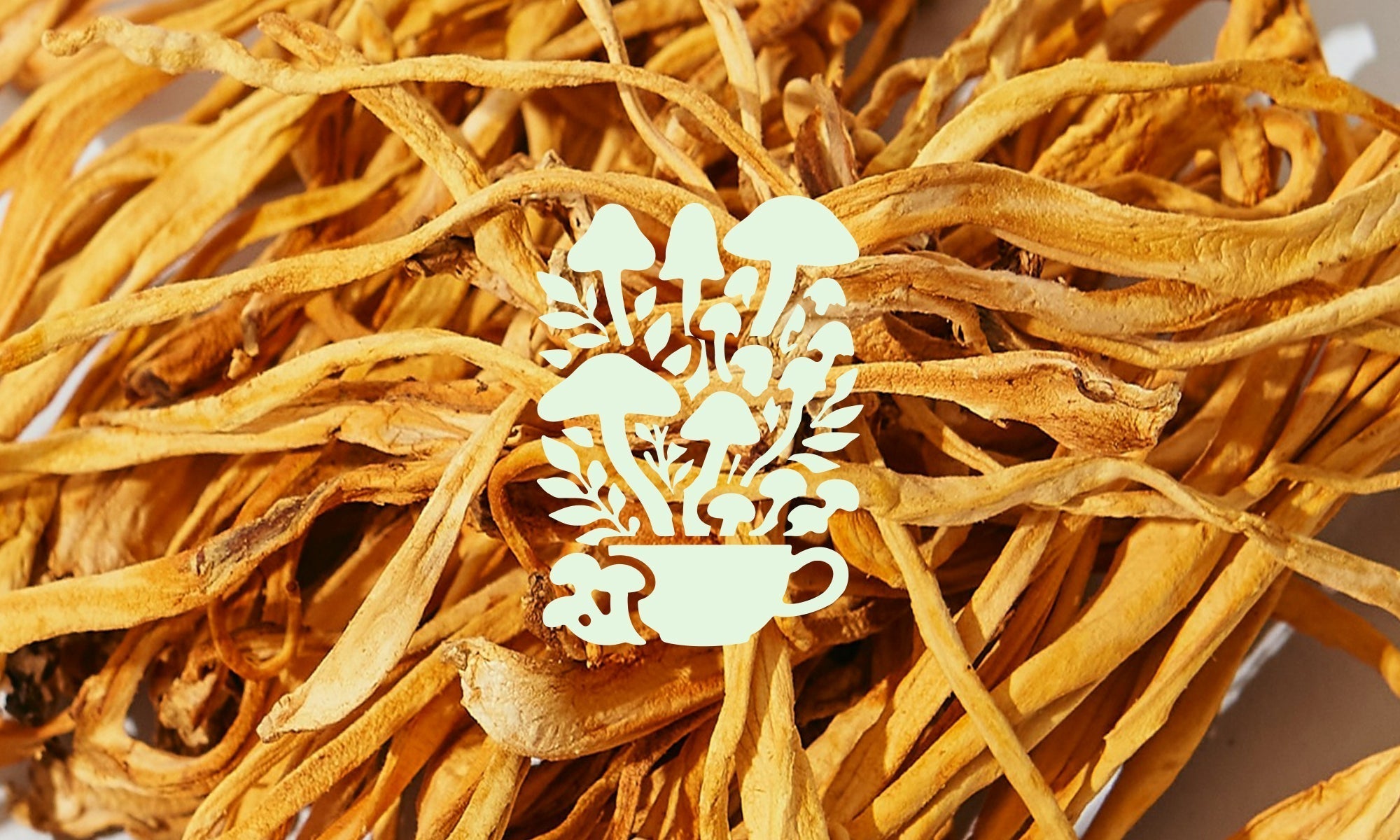 Le monde merveilleux des champignons : entre mystère et bienfaits